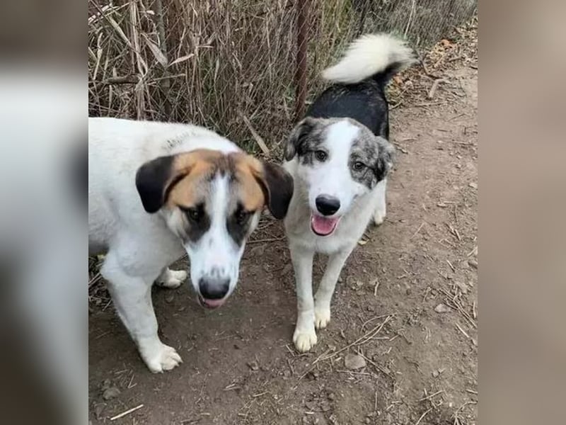 Amanda - anfangs schüchterne, verspielte freundliche Herdenschutzhund-Mix / z.Zt. noch in Rumänien