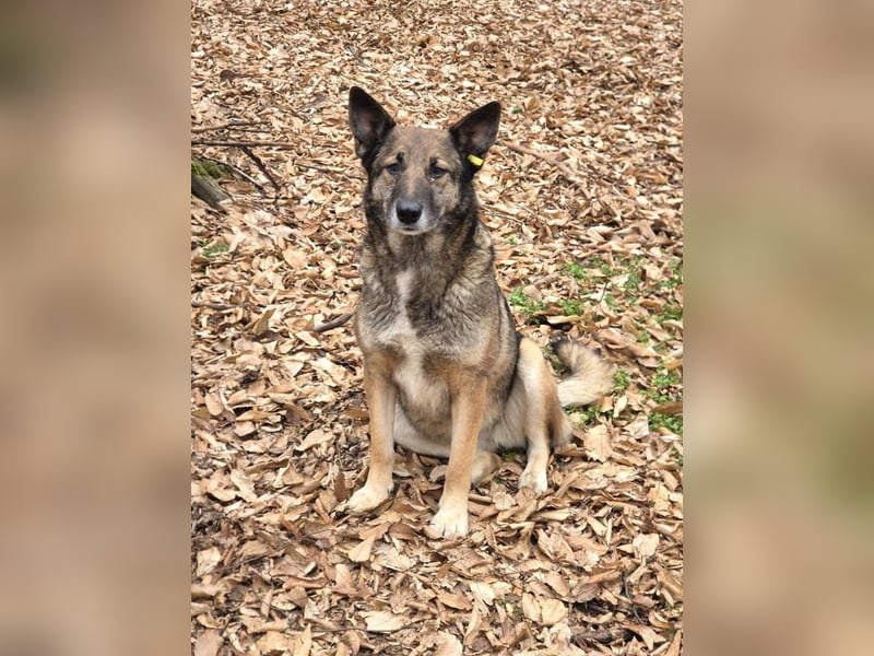 Alma(2) - freundliche, soziale, ruhige Hündin / Dringend Pflegestelle oder Zuhause gesucht