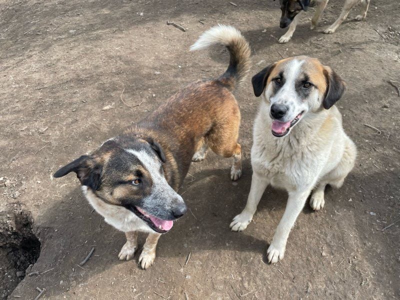 Amanda - anfangs schüchterne, verspielte freundliche Herdenschutzhund-Mix / z.Zt. noch in Rumänien