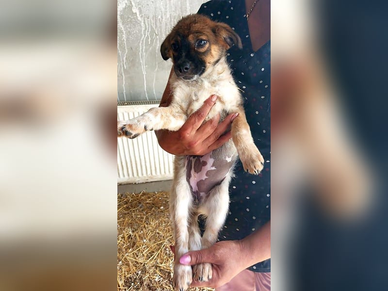 Gwen - welpentypisch verspielt, neugierig und lebhafte kleine Hündin / z.Zt. noch in Rumänien