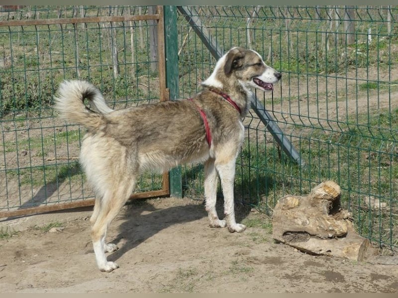 Clementina - freundliche, ausgeglichene Herdenschutzhund-Mix Hündin / z.Zt. noch in Rumänien