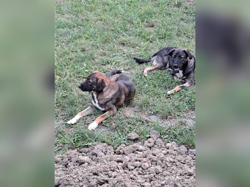 Magda - freundliche, liebe Schäferhundmix Junghündin / z.Zt. noch in Rumänien