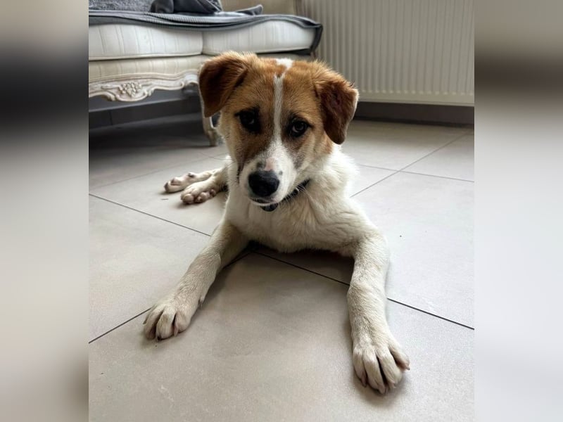 Gaia - lebhafte, aktive, freundliche junge Hündin - die Katzen kennt / z.Zt. noch in Rumänien