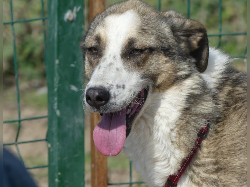 Clementina - freundliche, ausgeglichene Herdenschutzhund-Mix Hündin / z.Zt. noch in Rumänien