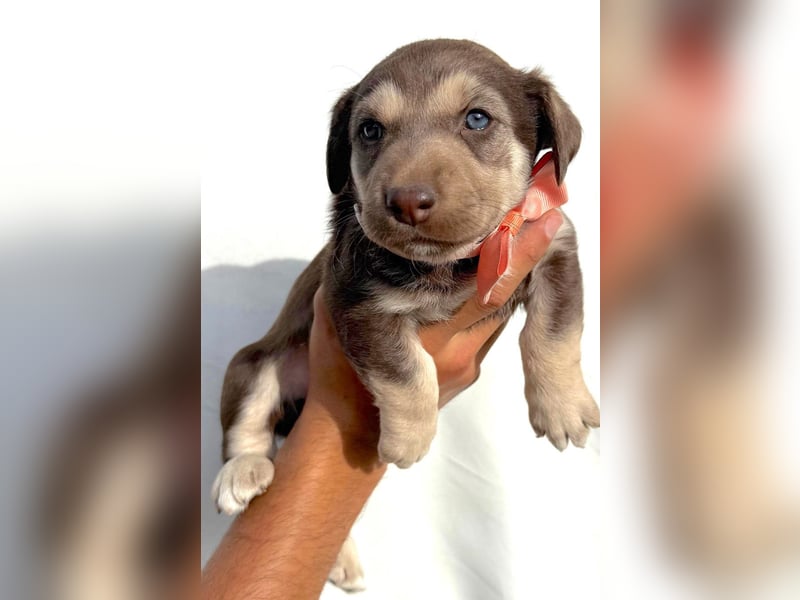 Selma - welpentypisch aktive, verspielte Siberian Husky-Mix Hündin / z.Zt. noch in Rumänien
