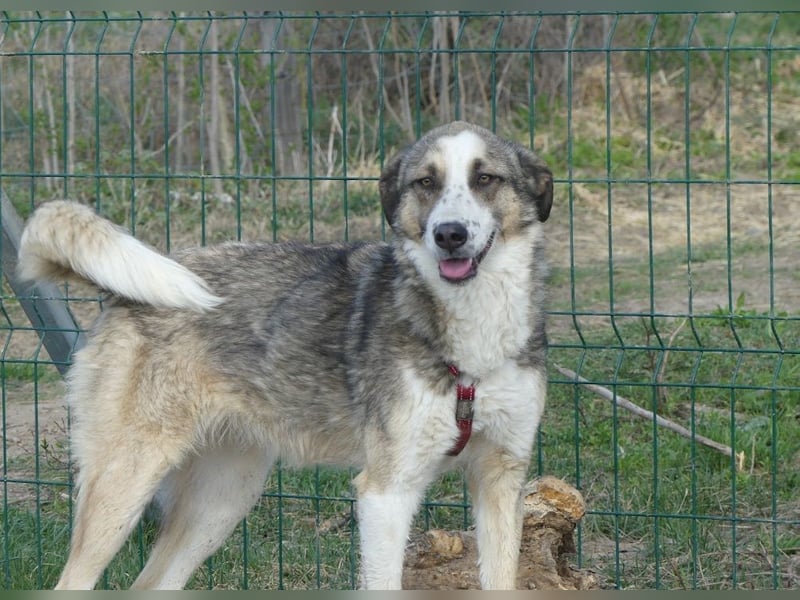 Clementina - freundliche, ausgeglichene Herdenschutzhund-Mix Hündin / z.Zt. noch in Rumänien