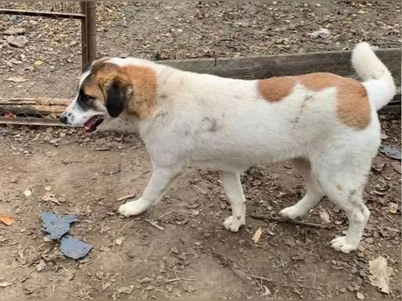 Amanda - anfangs schüchterne, verspielte freundliche Herdenschutzhund-Mix / z.Zt. noch in Rumänien
