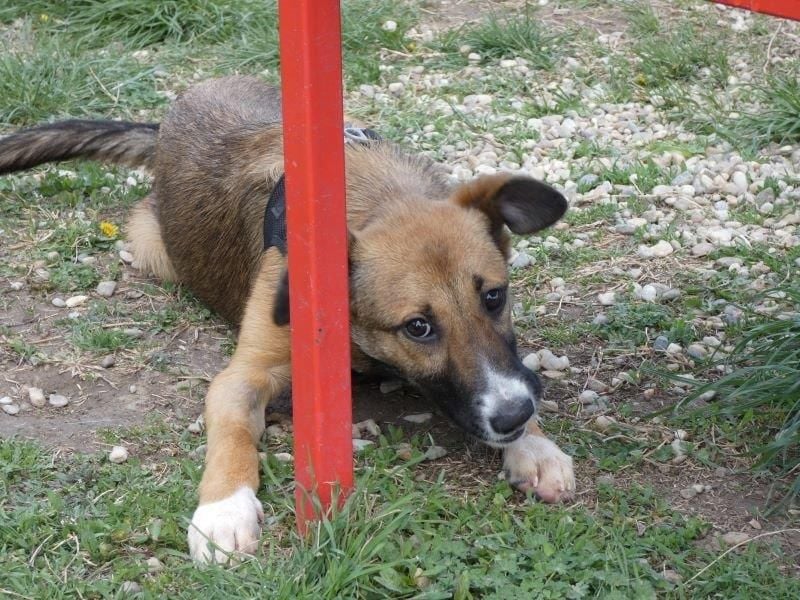 Callia - verschmuste, freundliche Hündin, die Katzen kennt / z.Zt. noch in Rumänien