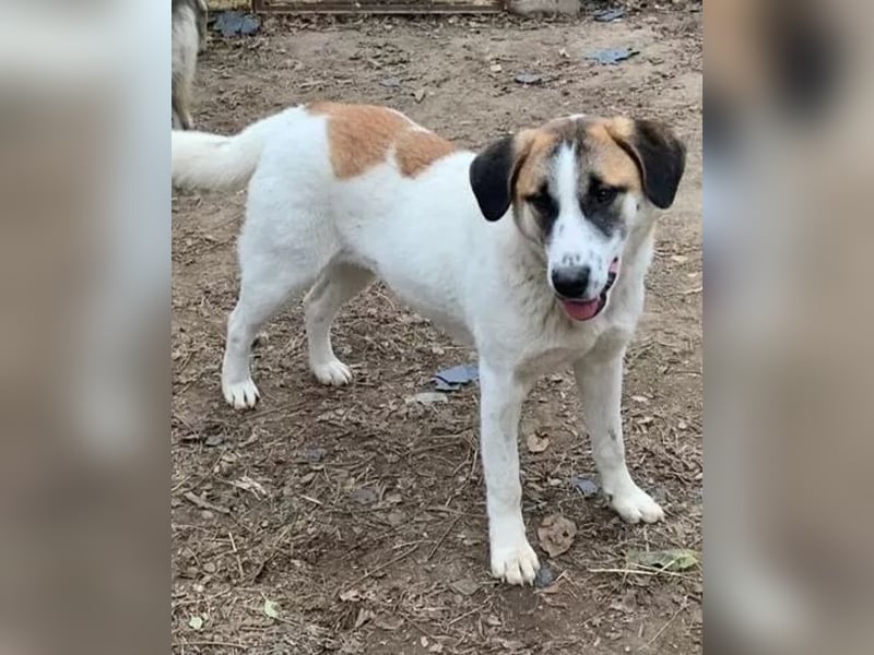 Amanda - anfangs schüchterne, verspielte freundliche Herdenschutzhund-Mix / z.Zt. noch in Rumänien