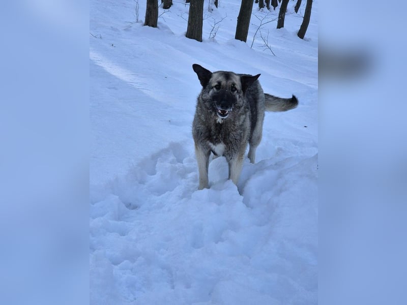 Romeo und Cindy - Rüde und Hündin - nur als Paar / Dringend Pflegestelle oder Zuhause gesucht