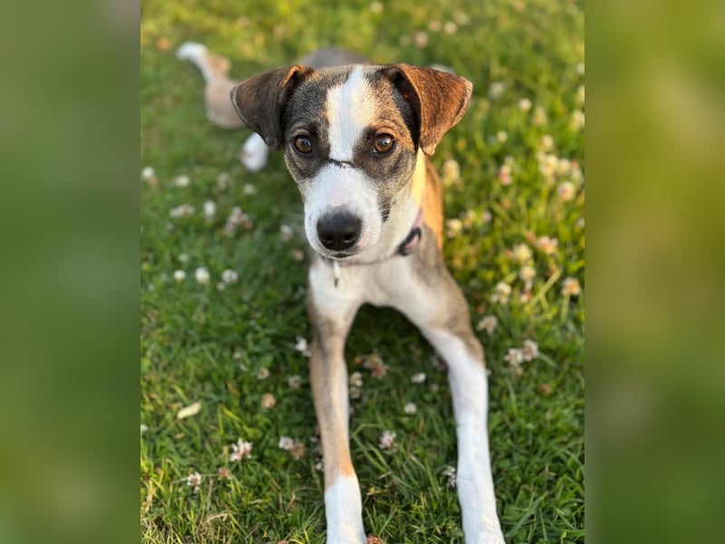 Sabina - lebhafte, menschenbezogene Hündin / Dringend neue Pflegestelle oder Zuhause gesucht