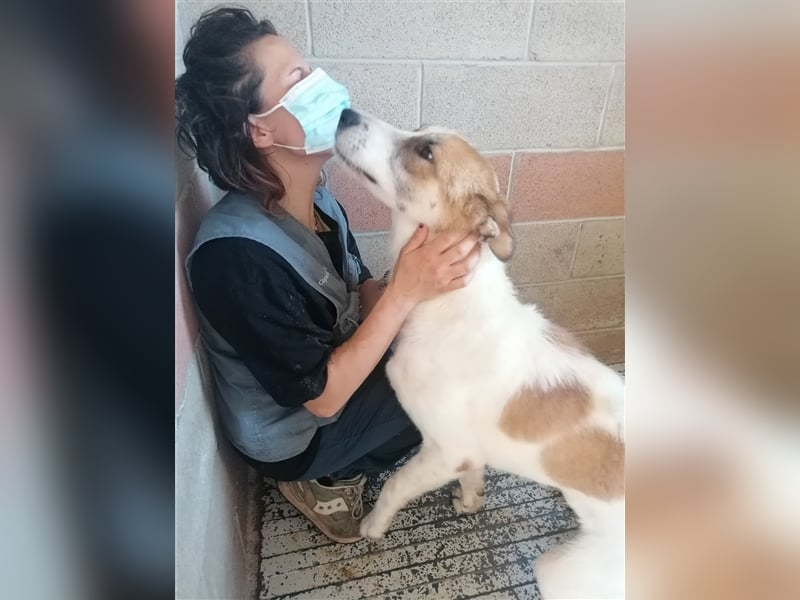 Leyla - Familienhundehoffnung der Extraklasse!