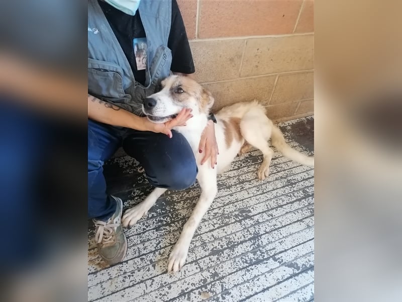 Leyla - Familienhundehoffnung der Extraklasse!