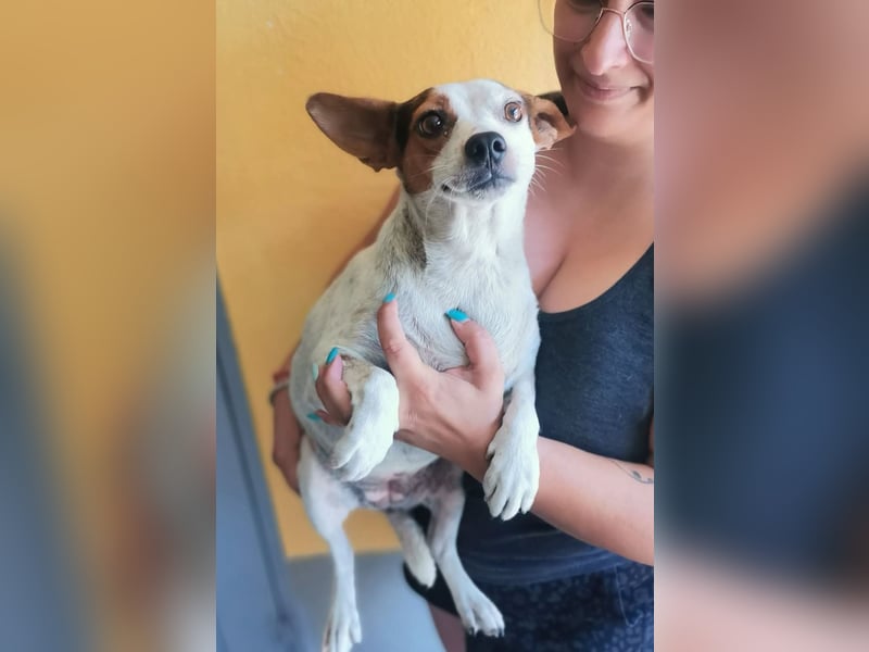 Stellina – kleines heimatloses Sternchen