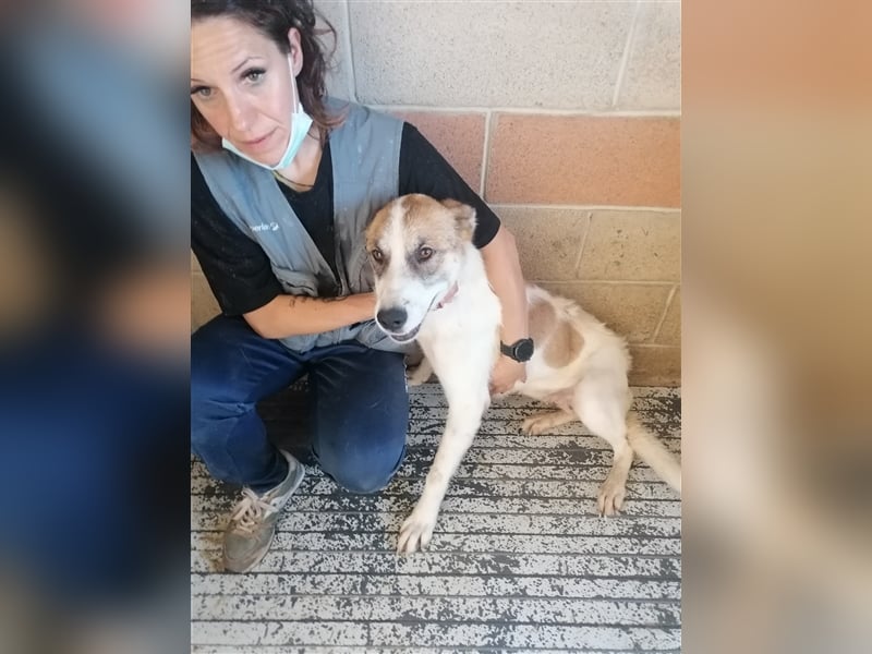 Leyla - Familienhundehoffnung der Extraklasse!
