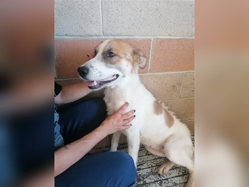 Leyla - Familienhundehoffnung der Extraklasse!