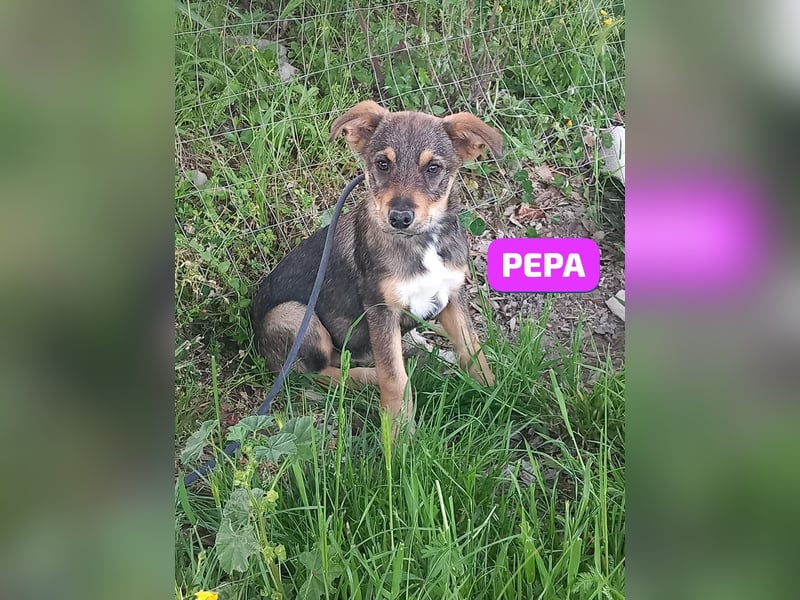 Pepa- Sieben Zwerge – ein Roadmovie mit offenem Ausgang