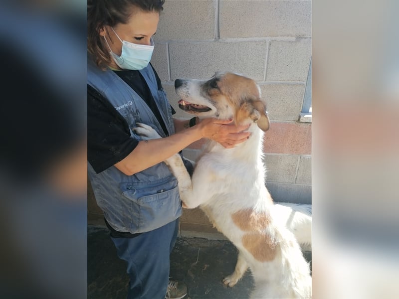 Leyla - Familienhundehoffnung der Extraklasse!