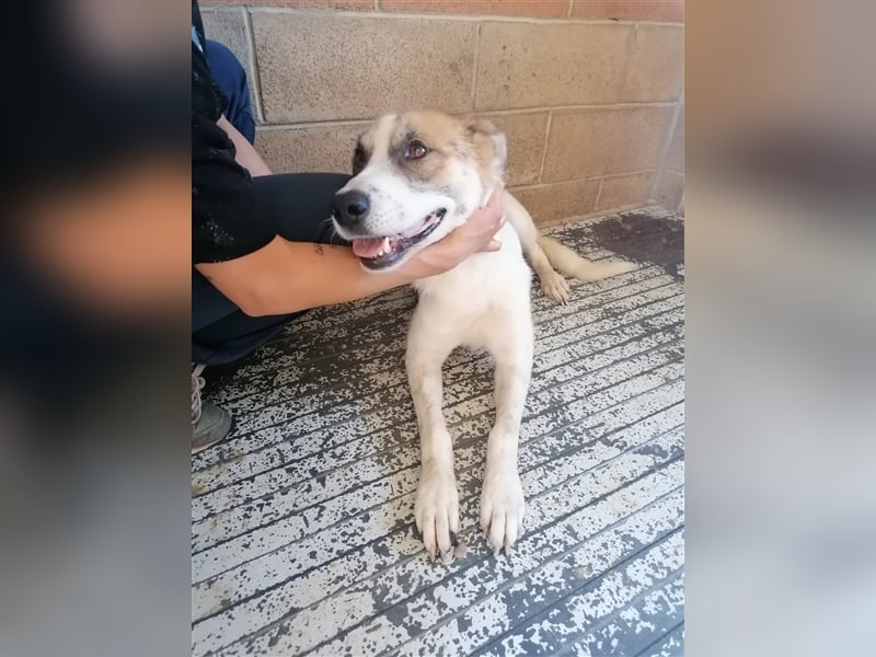 Leyla - Familienhundehoffnung der Extraklasse!
