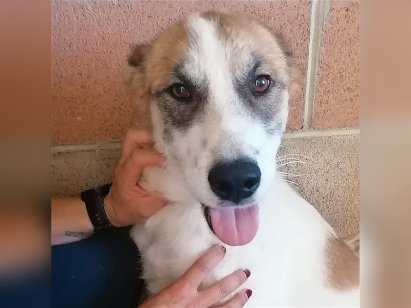 Leyla - Familienhundehoffnung der Extraklasse!