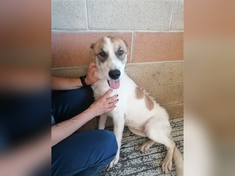 Leyla - Familienhundehoffnung der Extraklasse!