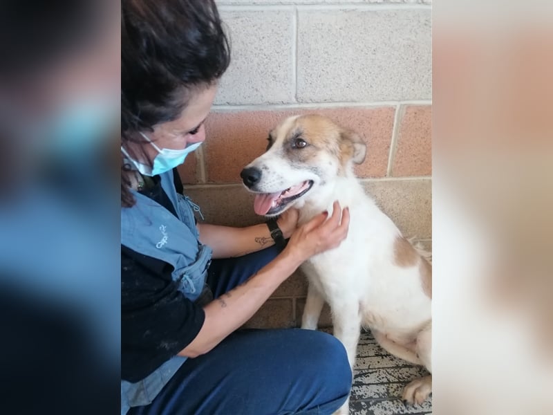 Leyla - Familienhundehoffnung der Extraklasse!