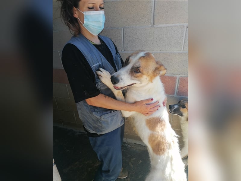 Leyla - Familienhundehoffnung der Extraklasse!