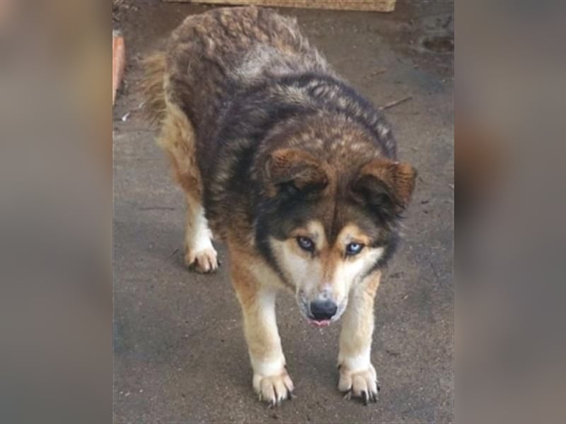Sanfte Lexy - sucht Seniorenplatz