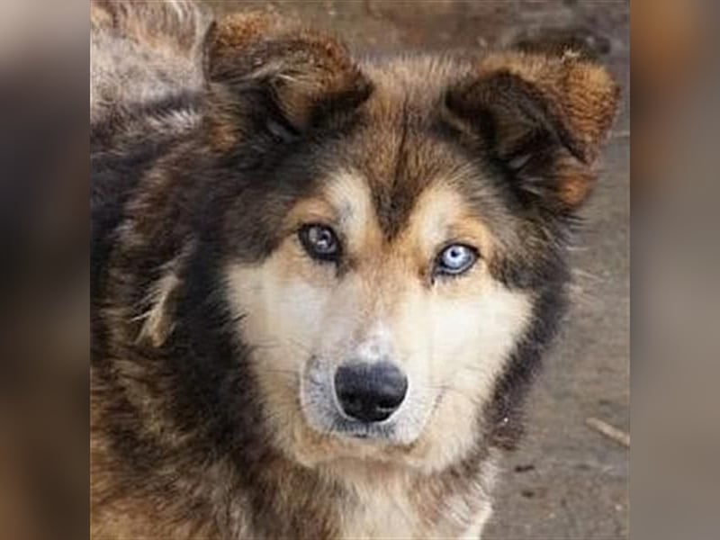 Sanfte Lexy - sucht Seniorenplatz