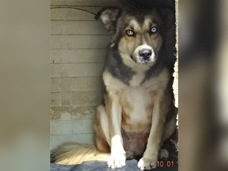 Sanfte Lexy - sucht Seniorenplatz