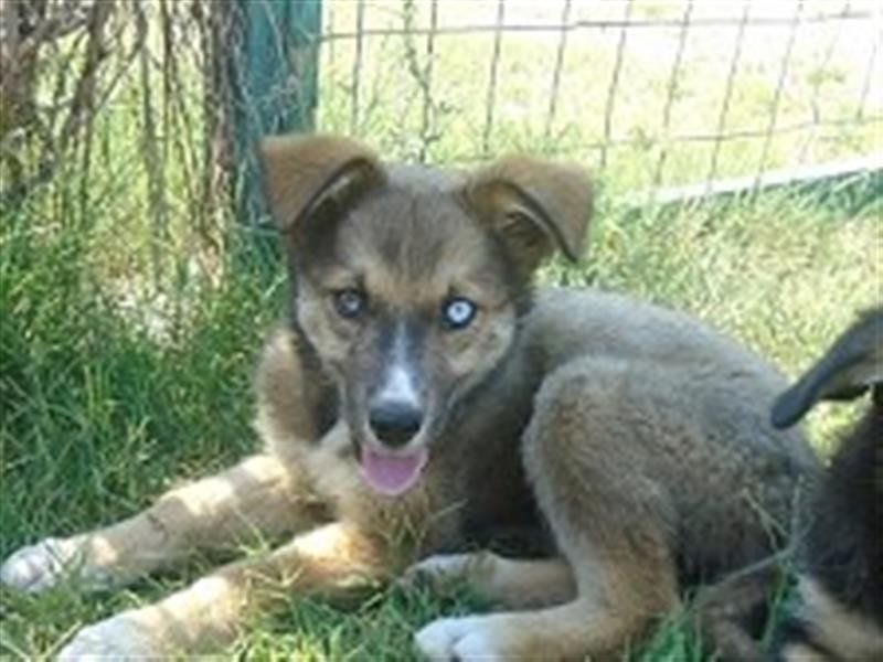 Sanfte Lexy - sucht Seniorenplatz