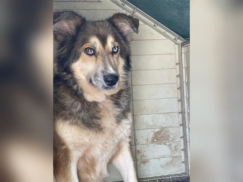 Sanfte Lexy - sucht Seniorenplatz