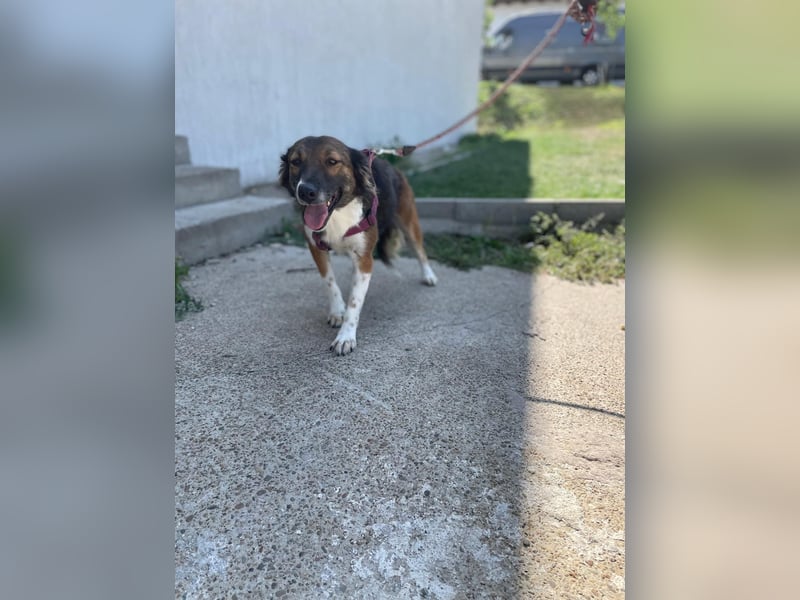 Briska-agile Hündin sucht dich!