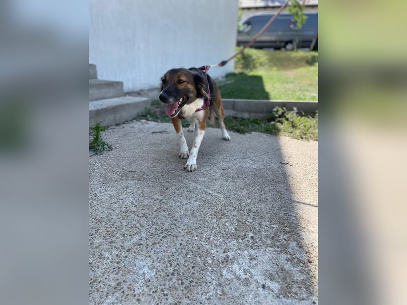 Briska-agile Hündin sucht dich!