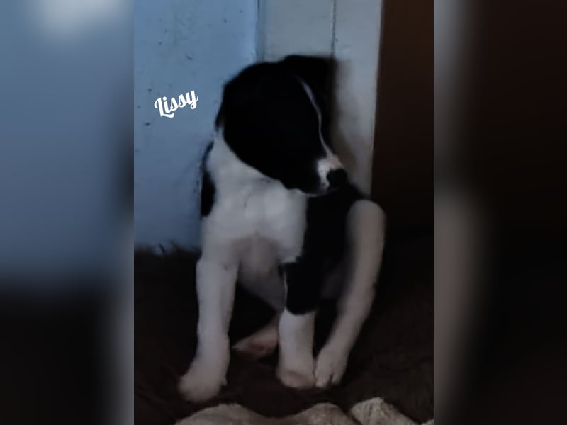 Suchen ab 18.05 2025 ein liebevolles Zuhause