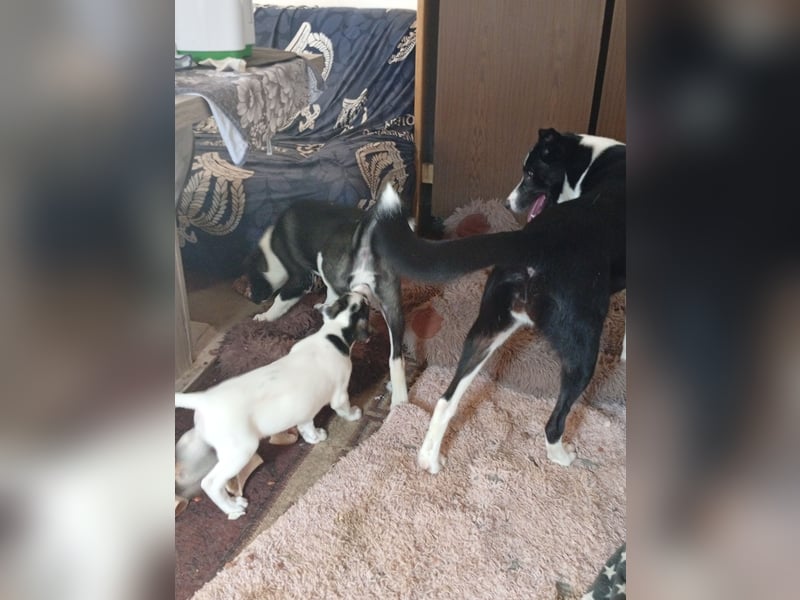 Suche ein liebevolles Zuhause für Montana