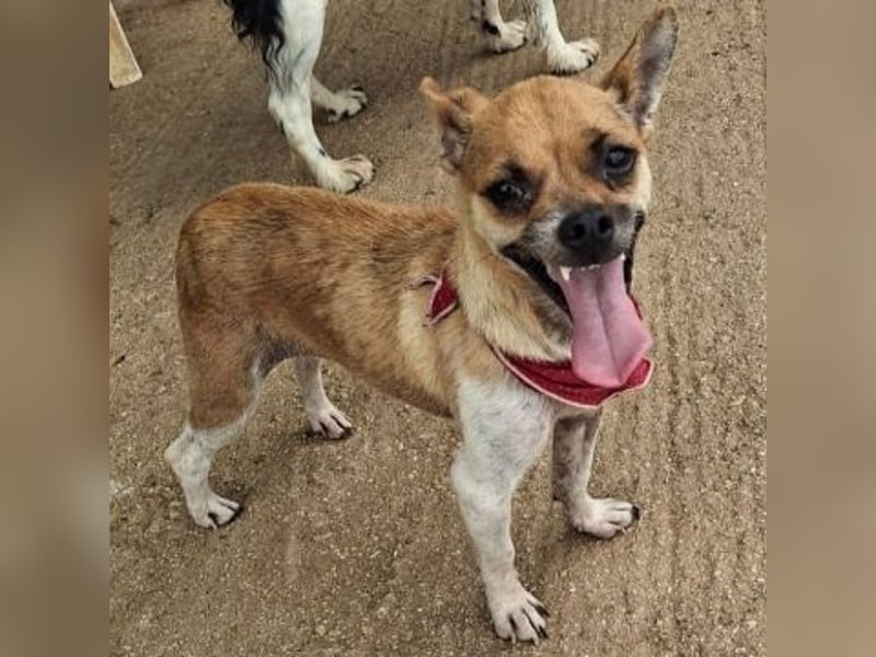 Giselle - sucht artgerechtes Zuhause