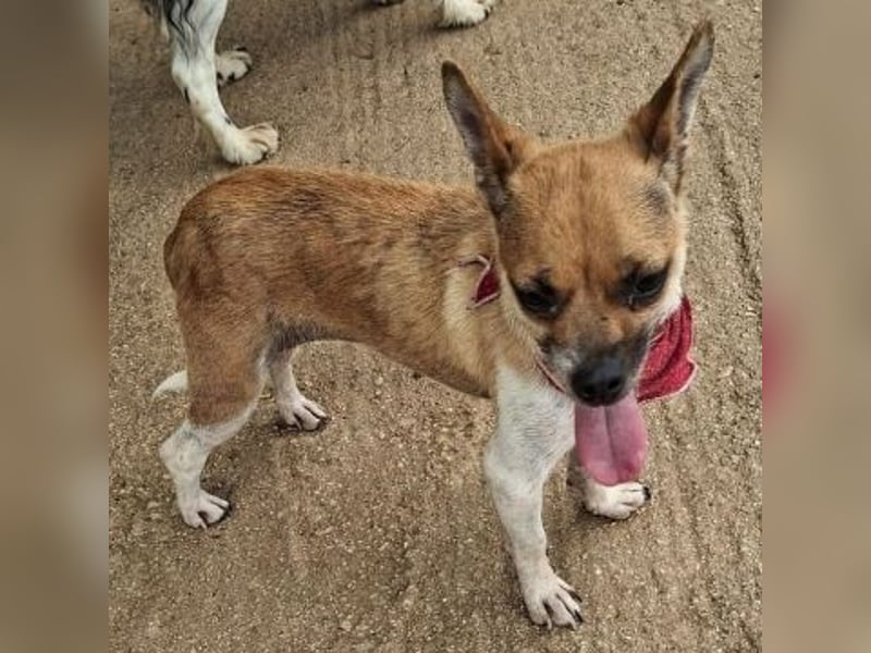 Giselle - sucht artgerechtes Zuhause