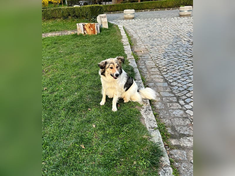 Süße Melindi sucht ihr eigenes Körbchen