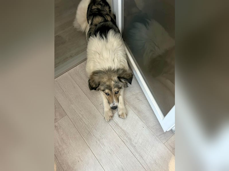 Süße Melindi sucht ihr eigenes Körbchen