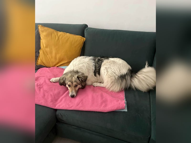 Süße Melindi sucht ihr eigenes Körbchen