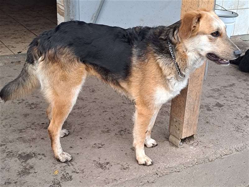 Sally ( * 10.2020 ) sucht ihr eigenes Zuhause