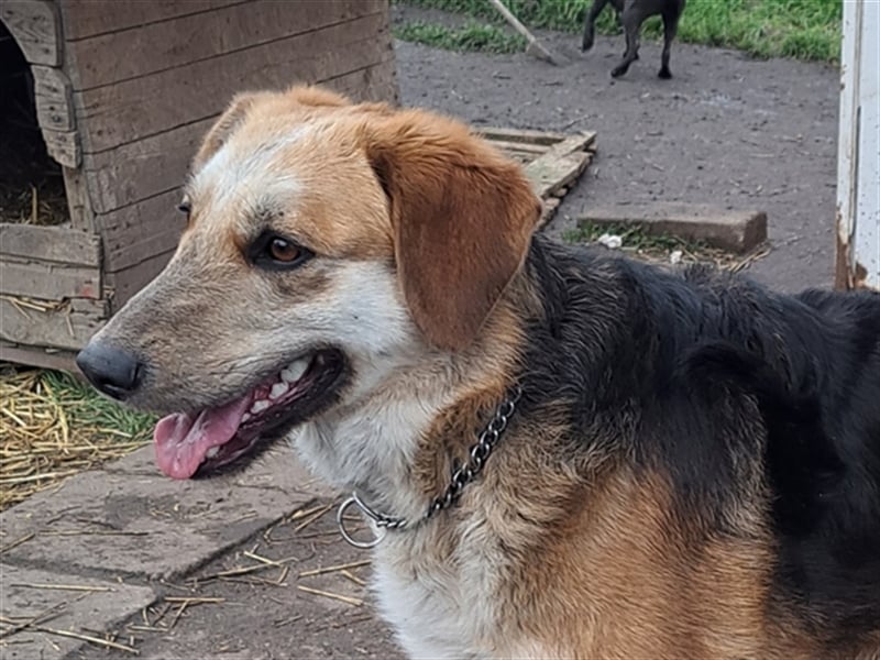 Sally ( * 10.2020 ) sucht ihr eigenes Zuhause