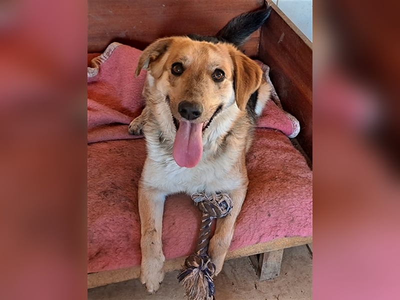 Sally ( * 10.2020 ) sucht ihr eigenes Zuhause