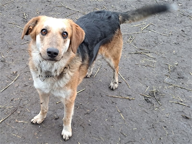 Sally ( * 10.2020 ) sucht ihr eigenes Zuhause