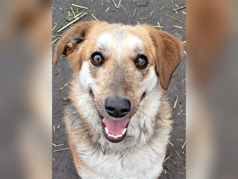 Sally ( * 10.2020 ) sucht ihr eigenes Zuhause