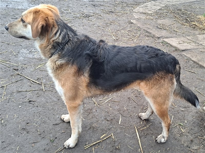 Sally ( * 10.2020 ) sucht ihr eigenes Zuhause