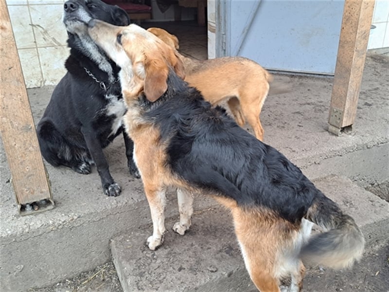 Sally ( * 10.2020 ) sucht ihr eigenes Zuhause