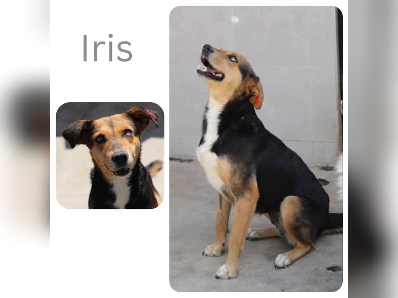 Iris
