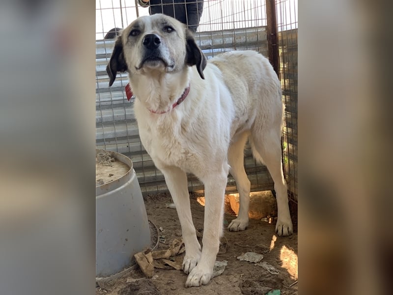 Kimberly, geb. ca. 02/2019, lebt in GRIECHENLAND, auf einem Gelände, auf dem die Hunde notdürftig ve